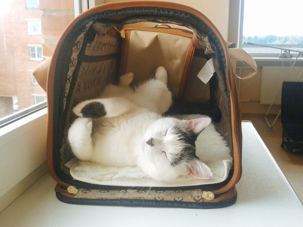 cat in carrier asleep Animal Talk